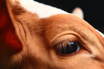 close up of eye cow. side view