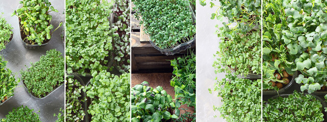 Collage of Mixed Microgreens