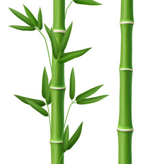 Bamboo tree leaf, plant stem and stick, realistic