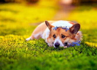 sad dog Corgi lies in the green grass with a bouquet of blue flowers forget me nots on a Sunny summer day