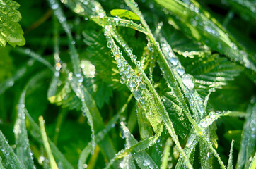 Frozen drops of dew on the grass. leaf close up.