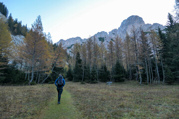 Fototapeta premium A panoramic capture of a man hiking through the forest in Hochschwab region in Austrian Alps. The trees are turning golden. Shadows in the valley. Idyllic landscape. Freedom and wilderness