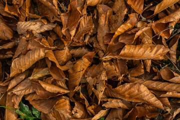 yellow maple leaves on the ground. Texture