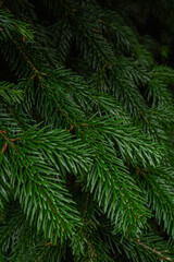 green spruce branches on the tree