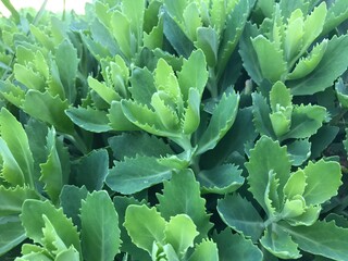close up of succulent plant
