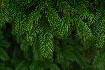 green spruce branches on the tree