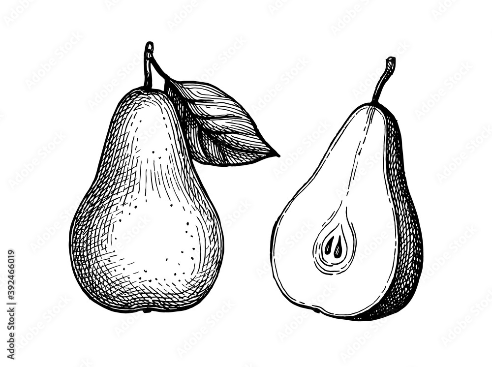 Canvas Prints ink sketch of pear.