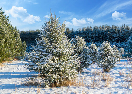 Balsam fir at a Christmas tree farm covered in a blanet of snow.
