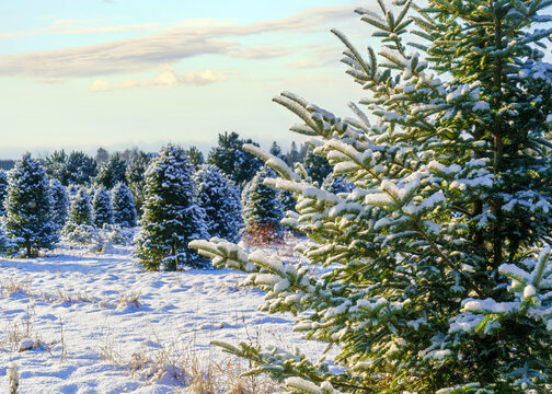 Balsam fir at a Christmas tree farm covered in a blanet of snow.