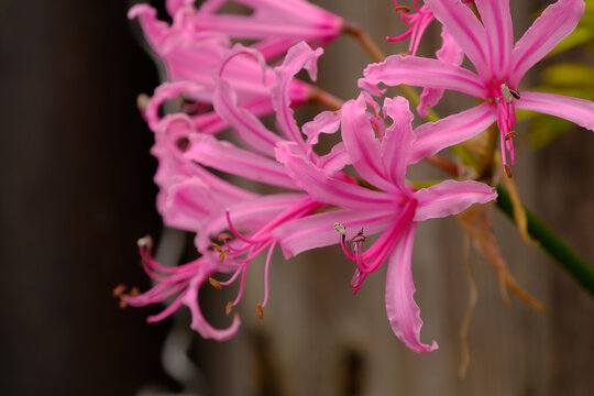 Pink nerine sarniensis flowers in a garden.