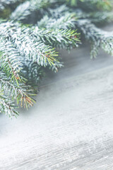 Christmas fir tree branches on blurred white and gray background. Christmas and Winter concept.