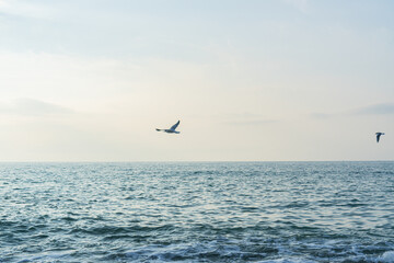 Fototapeta na wymiar seagulls fly over the Black Sea in Sochi