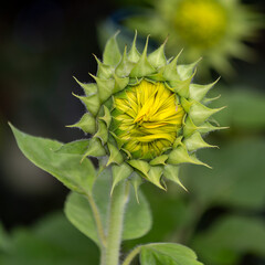 Young  sunflowers growing in the field. Blooming sunflower. Farm. Biology. Harvesting. Amazing nature.