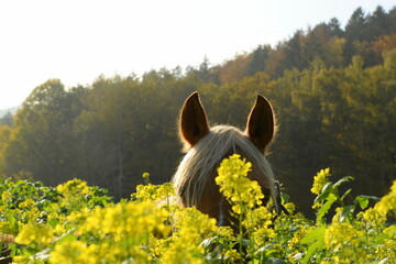 Pferde Schönheiten. Schönes Pferd in der Sonne