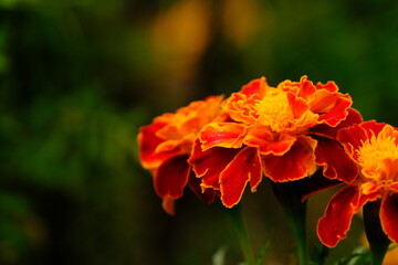 Tagetes flowers in a garden.