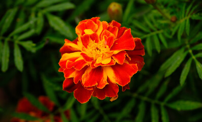 Tagetes flowers in a garden.