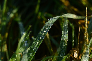 Fototapeta na wymiar Frozen drops of dew on the grass. leaf close up.