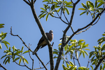 Brown Pigeon sitting on tree