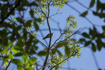 Brown Pigeon sitting on tree