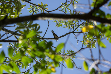 Brown Pigeon sitting on tree