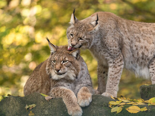Eurasischer Luchs, Nordluchs, Lynx lynx, Luchs