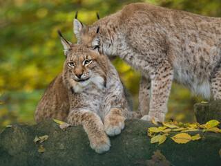 Naklejka na ściany i meble Eurasischer Luchs, Nordluchs, Lynx lynx, Luchs