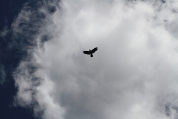 Rabe im Flug