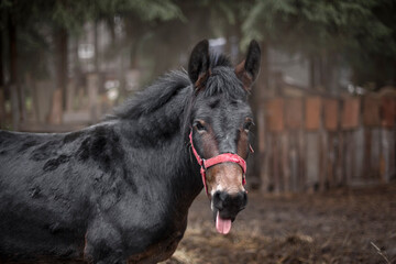 Obraz premium black donkey in nature
