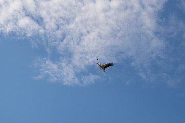 Vol d'une cigogne