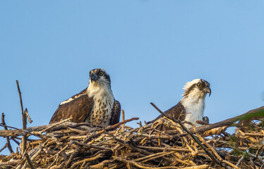 Pair of Ospreys in a nest aganist a blue sky on Sanibel Island in Southwest Florida in the Umited States