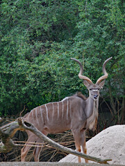 Antilope