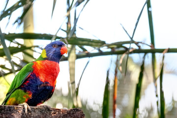 Perruche au jardin botanique en Guadeloupe