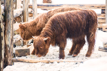 The Highland, a Scottish breed of rustic cattle