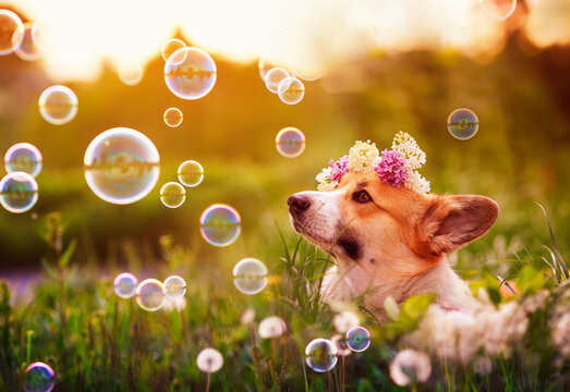cute puppy dog Corgi lying in the green grass with a wreath of lilac on a Sunny summer day in soap bubbles