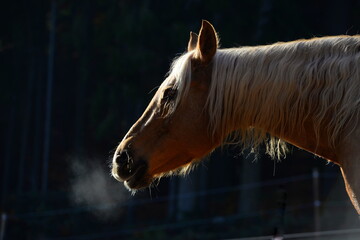 Fototapeta na wymiar Schönes Pferd in der Herbstsonne