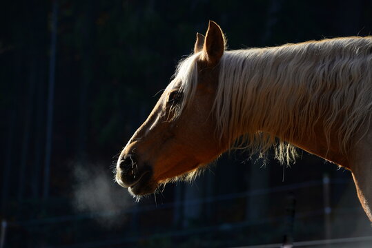 Schönes Pferd in der Herbstsonne