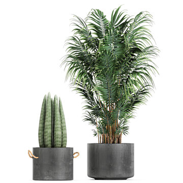 palm trees in a pot on a white background