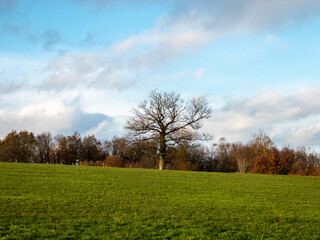 landscape with trees