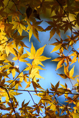 多聞院（埼玉県）の紅葉