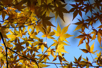 多聞院（埼玉県）の紅葉