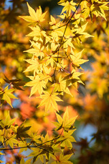 多聞院（埼玉県）の紅葉
