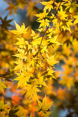 多聞院（埼玉県）の紅葉