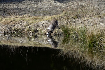 Spieglein in der Natur. Schöner Hund spiegelt sich im See