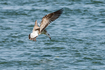 Bird looking for fish in the river waters