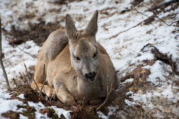 Little fallow deer on the snow. winter time