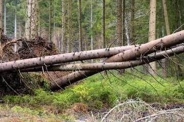 Nach dem Sturm. Umgefallene Fichten im Wald