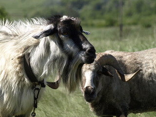 Fototapeta premium goat