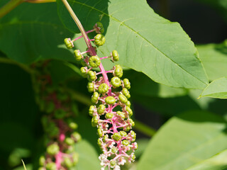(Phytolacca americana) Amerikanische oder Zehnmännige Kermesbeere mit unreife grüne Früchte