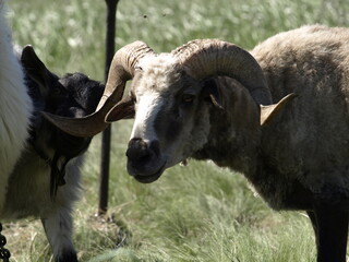 Fototapeta premium goat