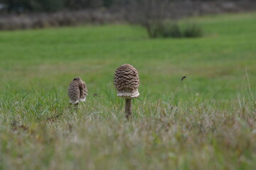 Parasolpilz auf der Wiese